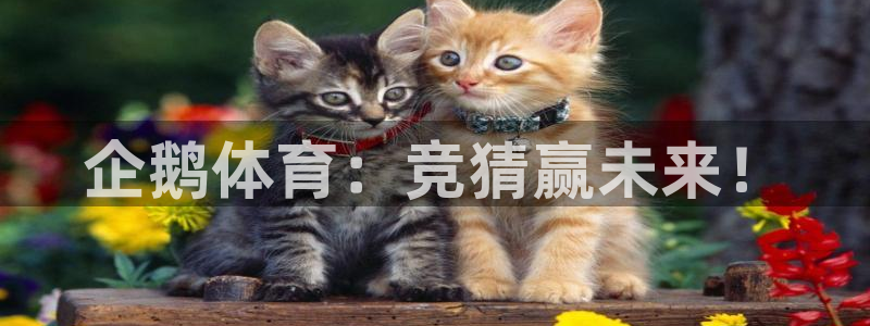 赏金国际入口：企鹅体育：竞猜赢未来！