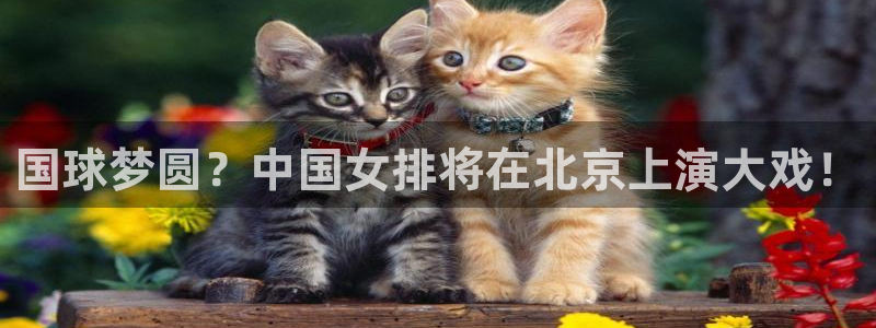 千行赏金app下载：国球梦圆？中国女排将在北京上演大戏！