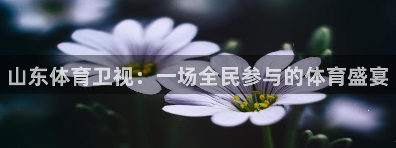 赏金游官方网站入口：山东体育卫视：一场全民参与的体育盛宴